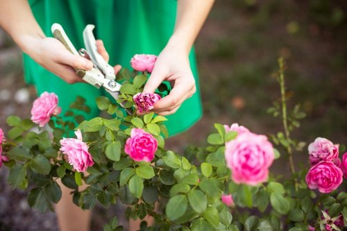 A close-up image of a gardener pruning a flowering shrub with pink roses in a well-maintained garden. The gardener's hands are visible, using pruning shears to trim the green foliage and vibrant pink blossoms, which are surrounded by lush green leaves. In the background, there is a blurred garden scene with soil and additional plants, suggesting a tidy outdoor space that may be part of a residential garden in Southwark. The overall scene highlights careful garden maintenance and care for flowering plants, consistent with services provided by Hedge Trimming Southwark and other gardening specialists in the area.
