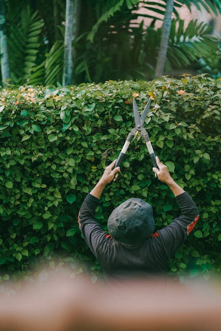 A person seen from behind trimming a neatly maintained hedge with large, sharp pruning shears during daylight. The hedge is dense and green, composed of small, oval-shaped leaves, with some pinkish fl
