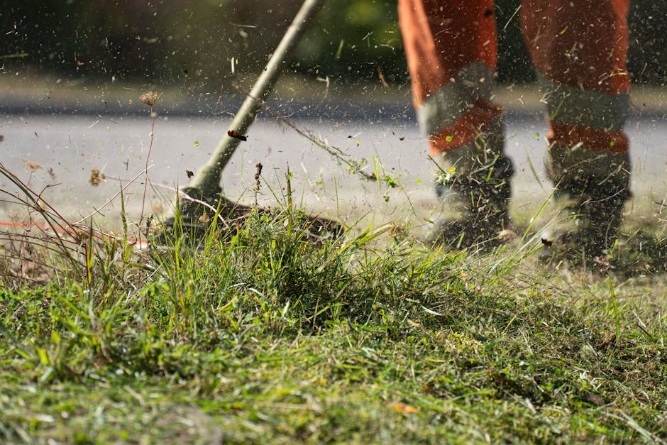 A person seen from behind trimming a neatly maintained hedge with large, sharp pruning shears during daylight. The hedge is dense and green, composed of small, oval-shaped leaves, with some pinkish fl