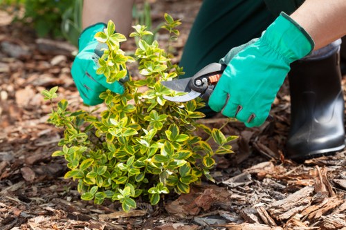 A gardener wearing bright green gloves and black waterproof boots is trimming a small, vibrant green shrub with variegated yellow and green leaves in a well-maintained backyard garden. The plant is situated on a mulch bed composed of wood chips, with the garden's grass lawn visible in the background. The garden features a neatly bordered flower bed, paved pathways, and mature trees lining the perimeter, creating a lush outdoor space typical of Southwark. The scene is captured on a clear day with natural sunlight illuminating the area, highlighting the fresh, healthy foliage and the gardener’s precise pruning activity. This image reflects professional garden maintenance services, including shrub trimming and landscape care, available from Hedge Trimming Southwark, serving properties across the Southwark area, including local postcode zones.